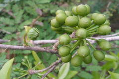 Polyalthia cerasoides